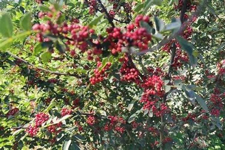 种植猕猴桃缺氮的危害症状!猕猴桃缺氧的防治措施!