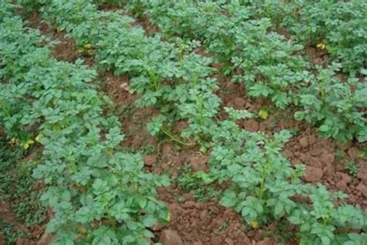 土豆种植时的增产管理和施肥管理有哪些要点