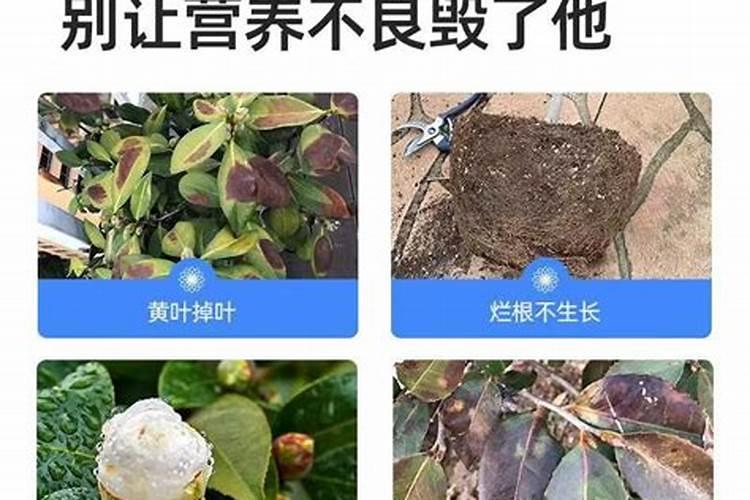 月季冬天怎么施肥