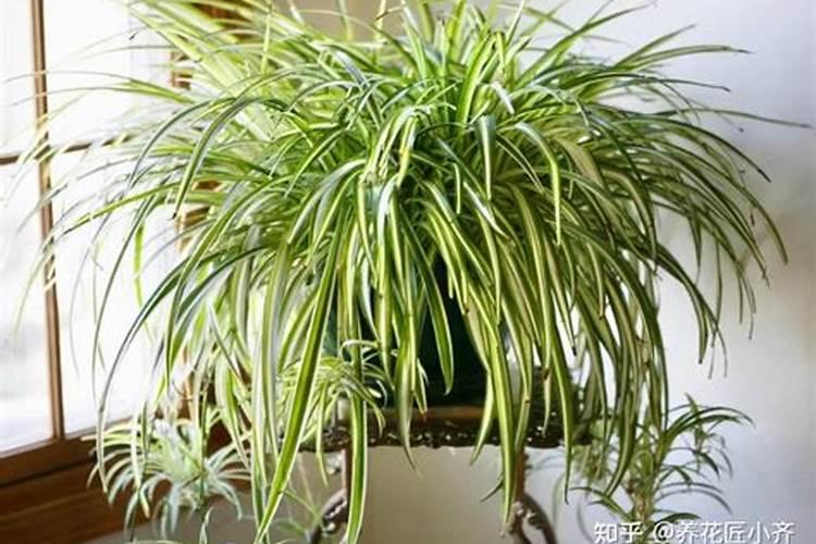 在柠檬树开花的时候,可以用磷酸二氢钾做肥料吗？。