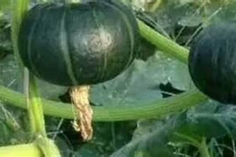 水肥管理是农业生产重要步骤,南瓜种植该怎么进行水肥管理？