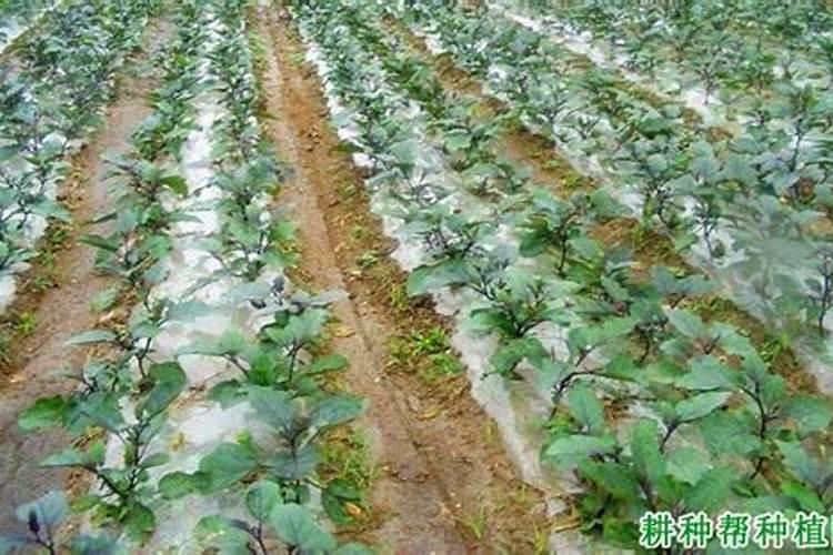 偏施氮肥对白菜不利的影响有哪些？应该如何避免？
