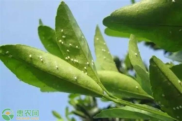 复合肥施肥在雨前还是雨后好 下雨天可以施用吗