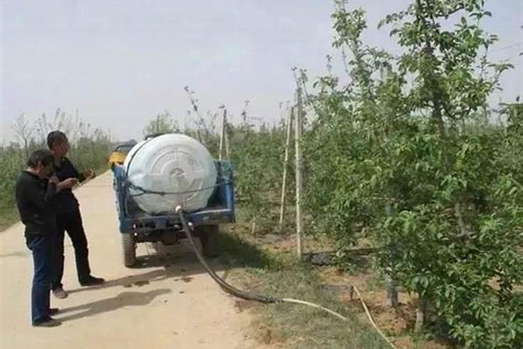 红油香椿种植方法