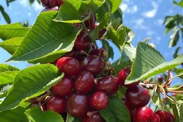 硝酸钾好还是硫酸钾好