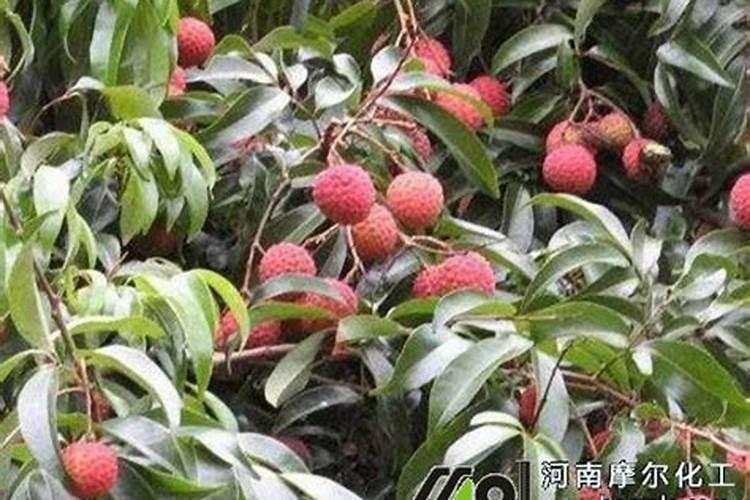 荔枝树施肥及修剪技术
