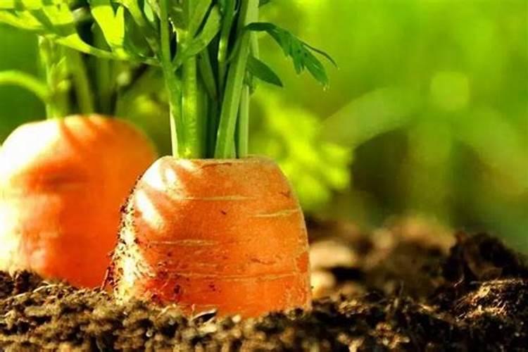 胡萝卜种植施肥技术要点有哪些