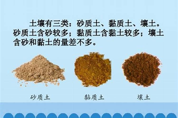 白掌施什么肥？怎么施