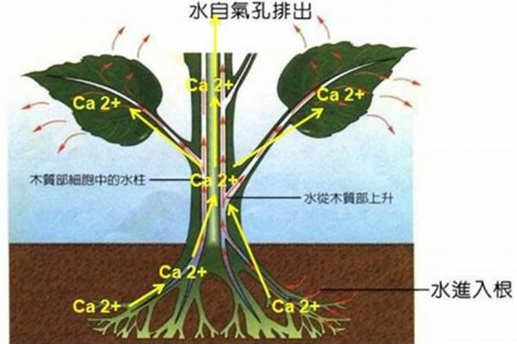腐植酸水溶肥是什么肥料 腐植酸水溶肥料的作用有哪些