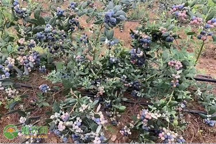 辣椒打什么药可以保花保果