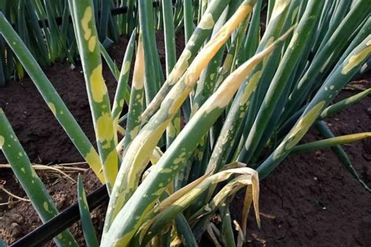 大葱施用叶面肥的方法和优点有哪些