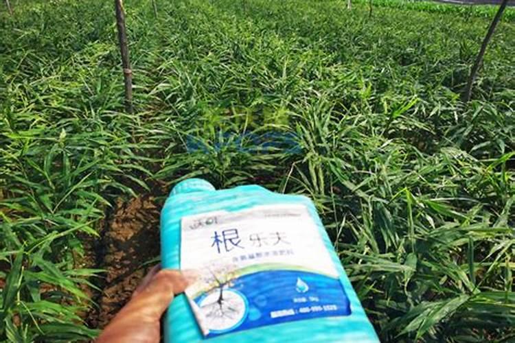 樱桃树啥时候施肥施什么肥