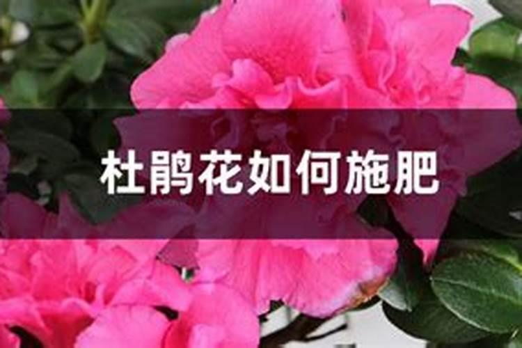杨梅膨果期打什么叶面肥长的快？杨梅保花保果使用的肥料？
