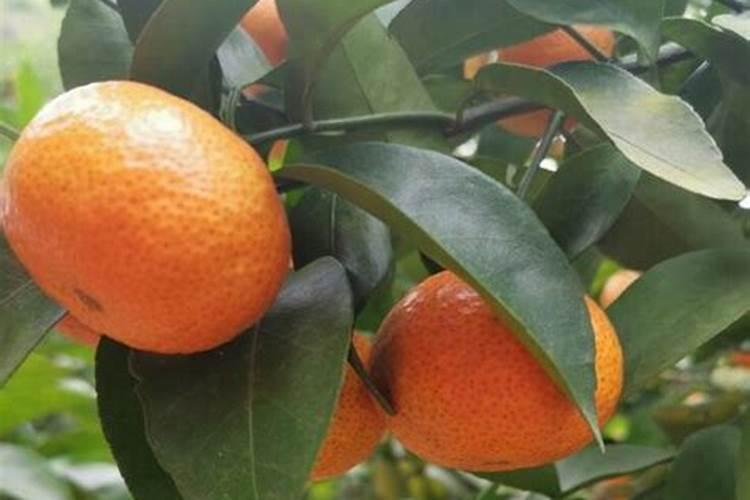 香蕉皮花肥适合哪些花 可以当兰花的肥料吗