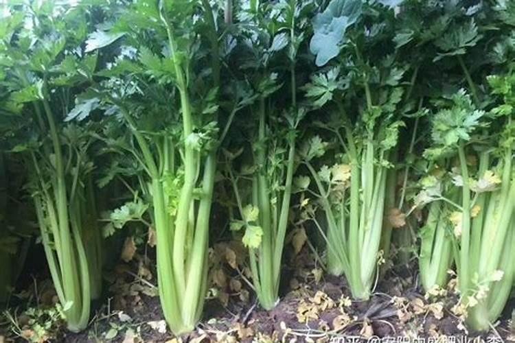 芹菜浇什么肥料好
