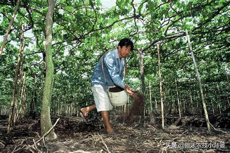硝基复合肥的特点和作用是什么？这才是最全解答