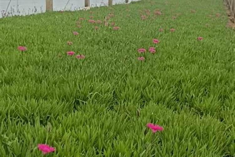 十五年的盆栽车厘子成活后怎么管理？