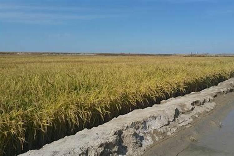 红豆属于豆制品吗