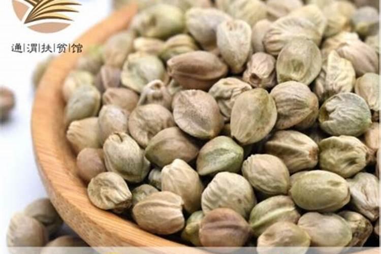 墨西哥玉米草种植方法 玉米应该怎么养护