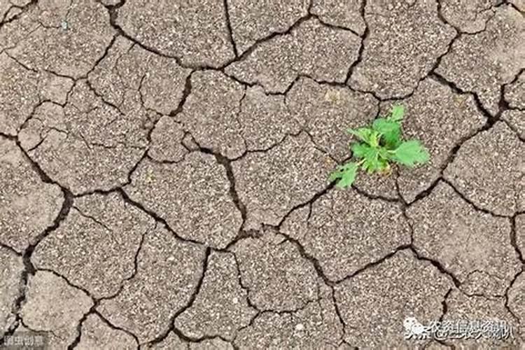豆饼肥和海藻肥混合使用可以吗？