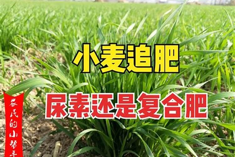 小麦追肥尿素每亩多少斤