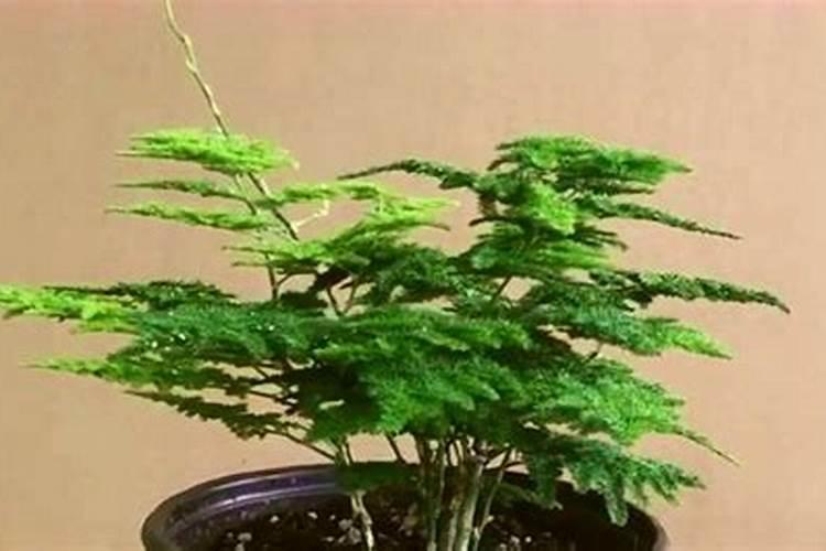 玉米如何施用硫酸锌肥料