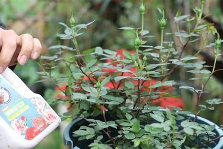 月季开花后还需要施肥吗