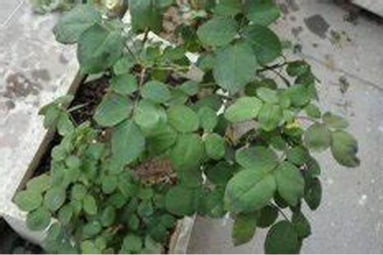 十三元素叶面肥有哪些元素