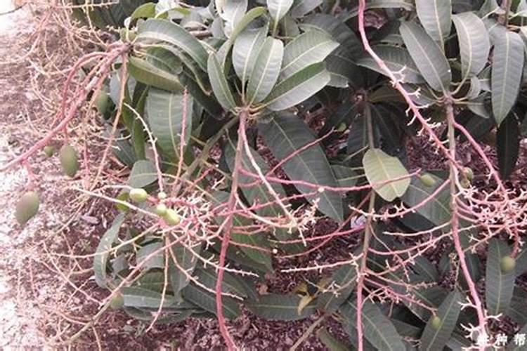 芒果用什么肥料能快速成长？施肥几次？