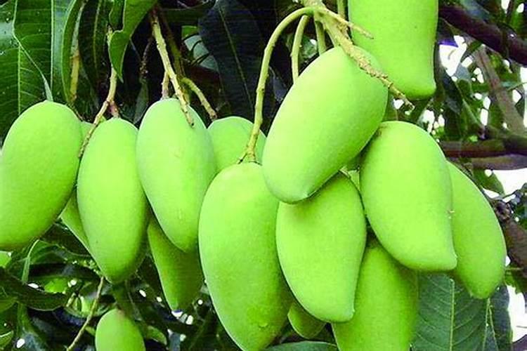 芒果树用什么肥料最好