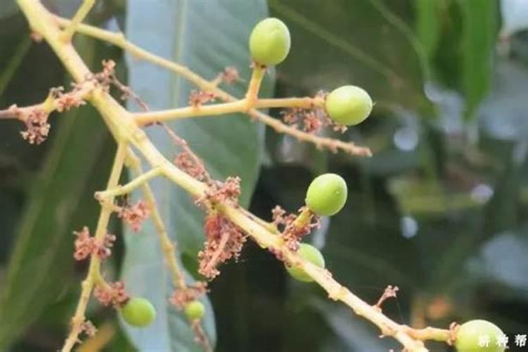 如何给芒果结果树施肥