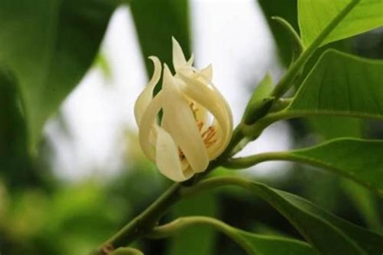 浇水后,阳台上的黄角兰突然叶片出现大面积黑斑,然后一天变黄掉落,是水...