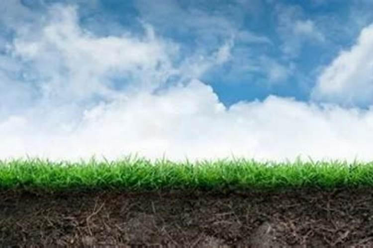 新买回来的朱顶红种球怎么处理