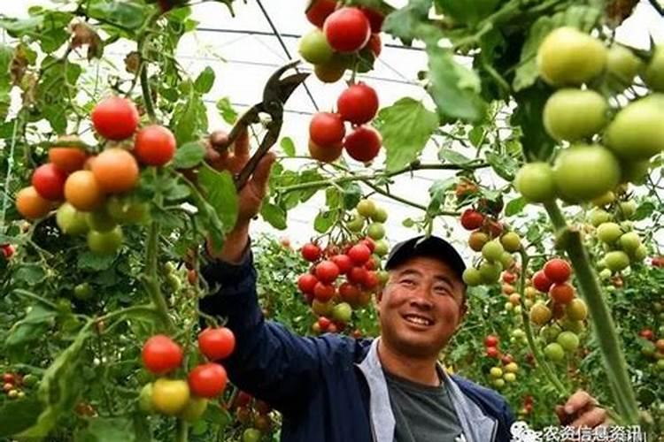 芸苔素内酯作用与功效和使用方法是什么？