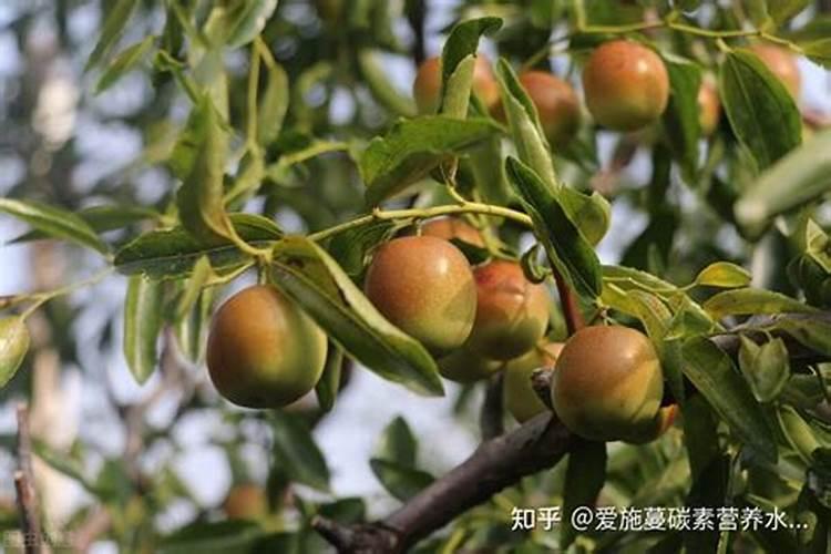 玉米缺锌怎么办,玉米缺锌补救措施？