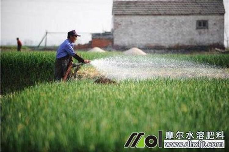 草莓现雷可以滴灌流体硼吗？