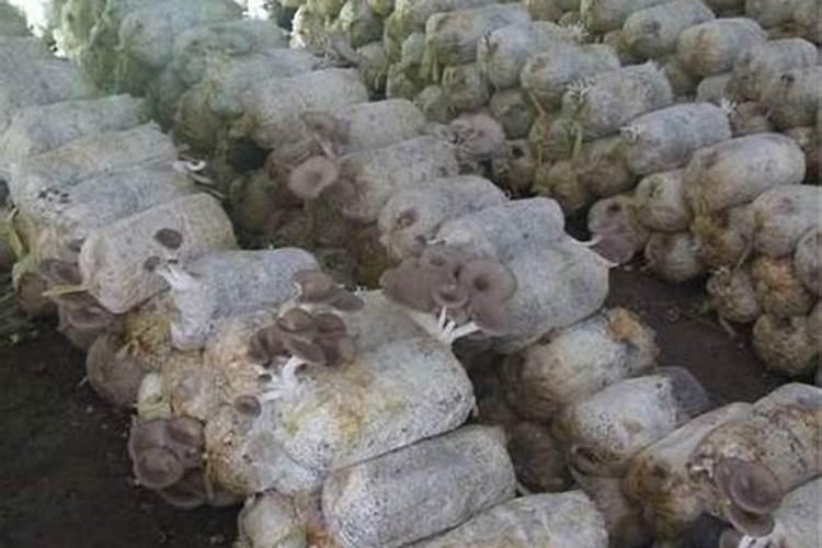 蘑菇菌种被虫子吃了能在菜地做肥料吗？