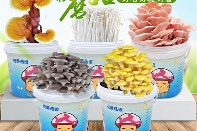 蘑菇采摘后菌包有什么用途