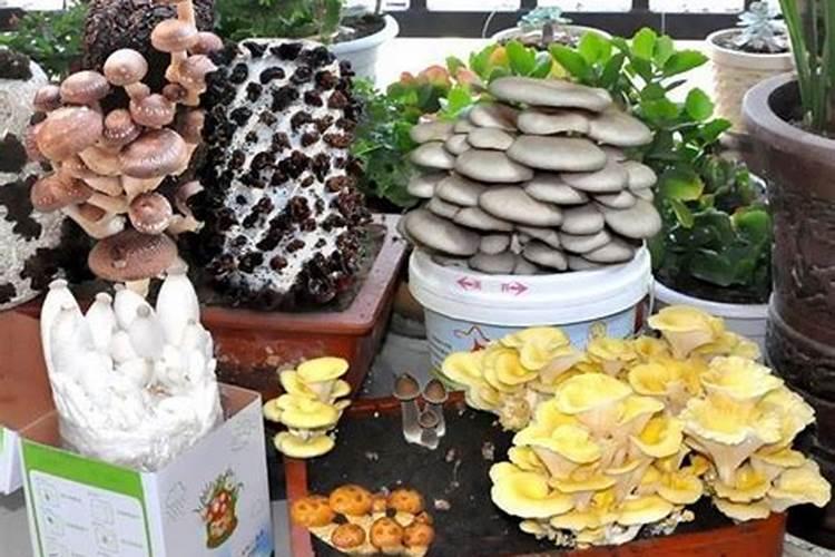 蘑菇渣为什么不能做肥料