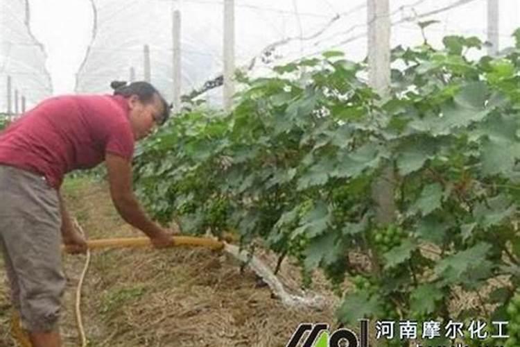 种植花生用什么肥料做底肥