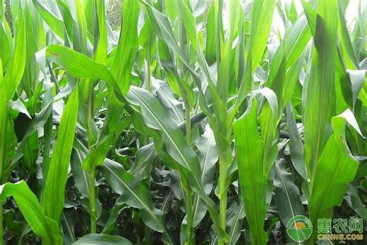 种花生底肥用什么肥 花生需要什么肥料才能高产