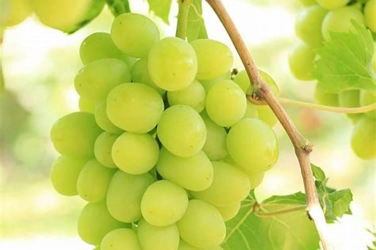 堆肥发酵菌种产品功效