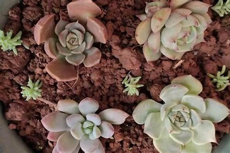 10亩苹果一年利润多少钱