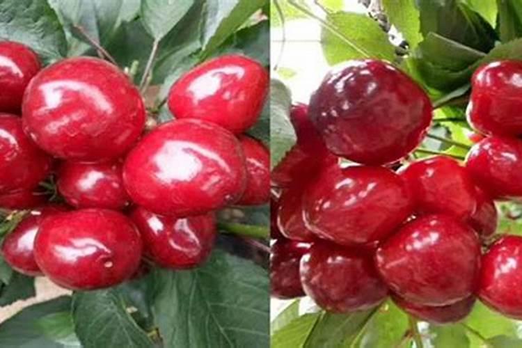 桂花树用什么肥料最好？