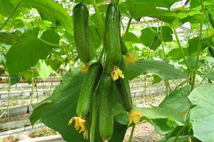 冬季大棚种植黄瓜用海藻精还是矿源黄腐酸钾好