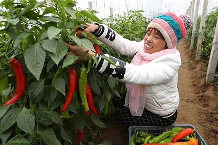 为什么钙镁磷肥育苗会产生肥害