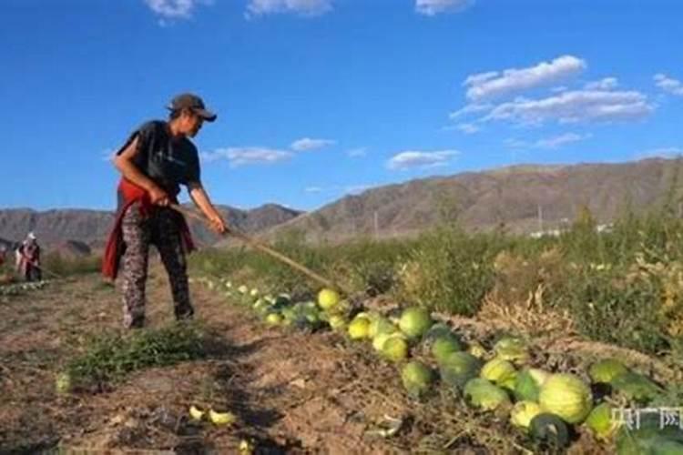 黄瓜可以施钾肥吗 怎么施肥好