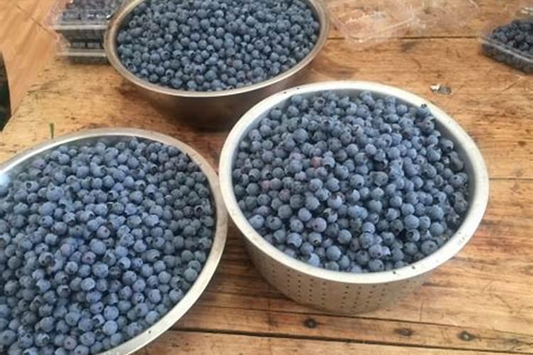 黄瓜施肥的正确时间和方法是什么,用什么肥料结果更多？