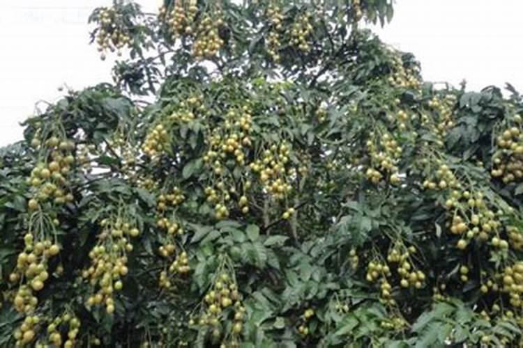 7月份苹果树打什么农药？