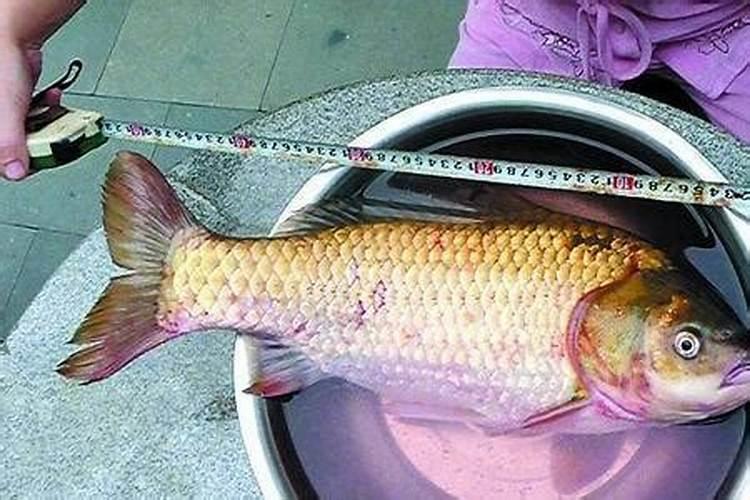 种水稻用什么肥料最好